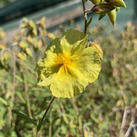 Helianthemum  'Wisley Primrose'